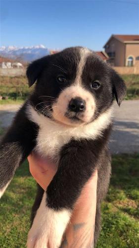 Japanska akita- Labrador