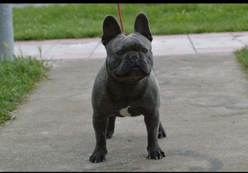 Plavi-Francuski-Buldog-Parenje