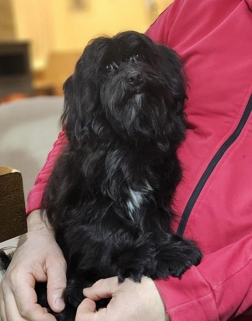 Bichon-Havanese--vrhunski-Havanski-bišoni
