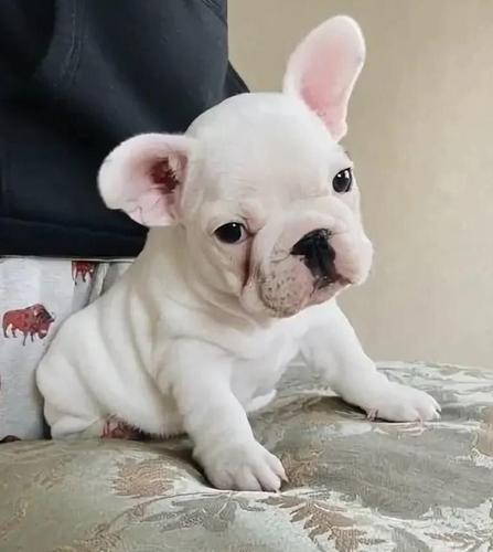 Francuski buldog i Coton de tulear stenci