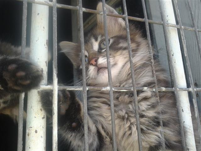 Maine-coon-i-sibirka