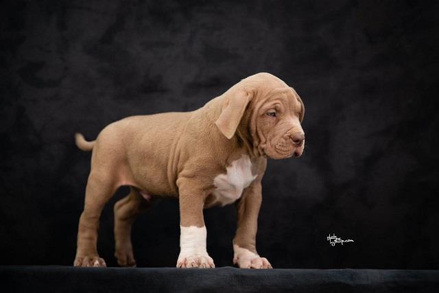 American bully XL 