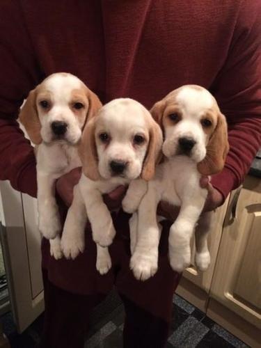 Lijepi psići Beagle