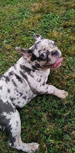 Francuski-buldog-štenci-egzotičnih-boja