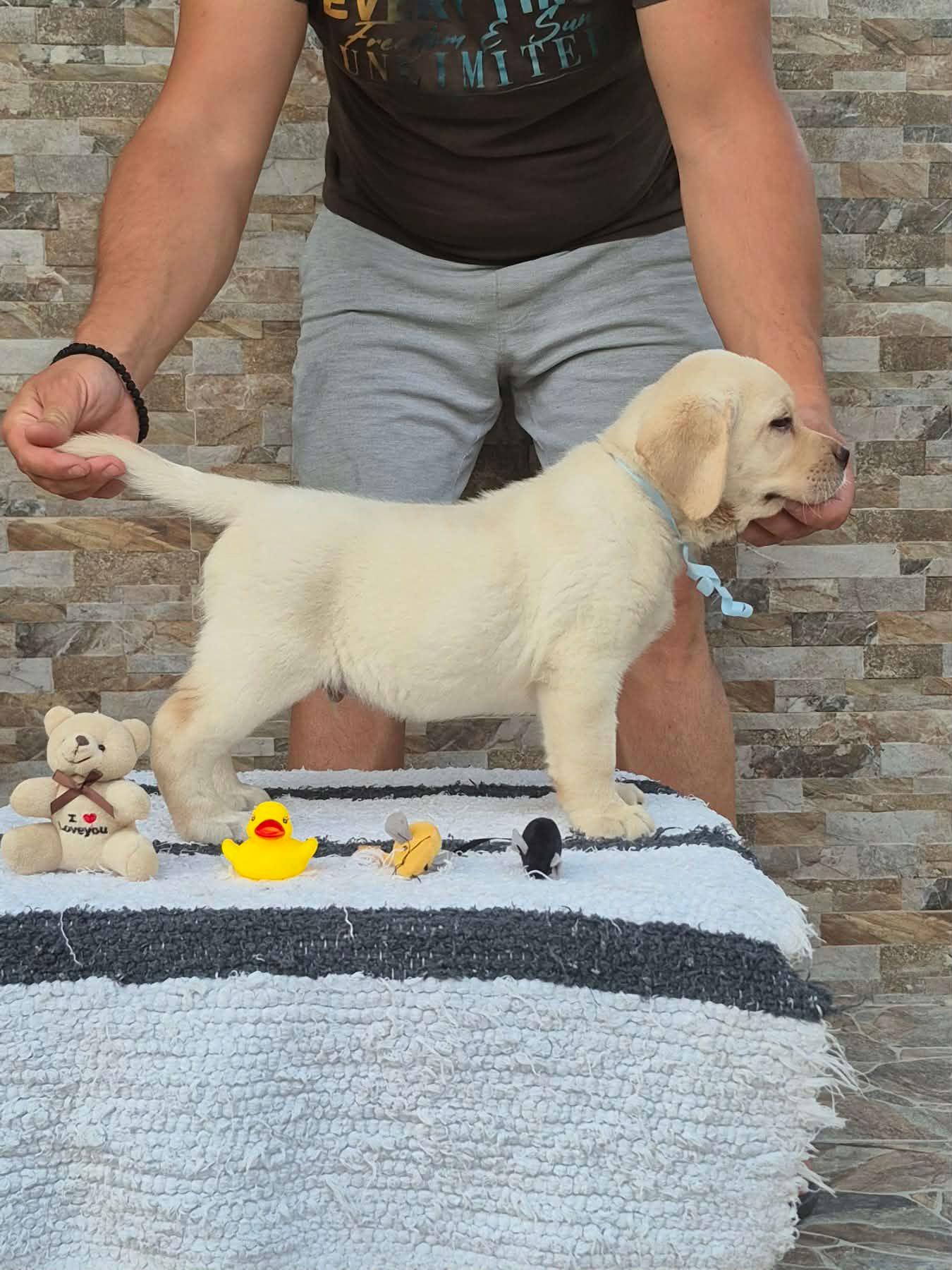 Labrador-retriver-štenci--prelepi