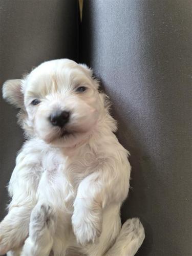 Mini maltezeri