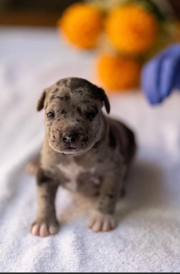 American-pitbull-terier