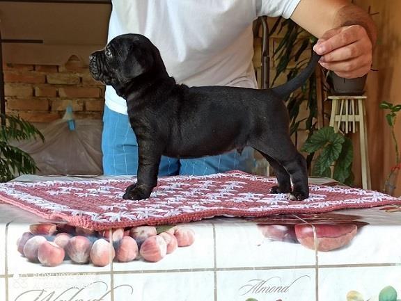 Cane corso stenci