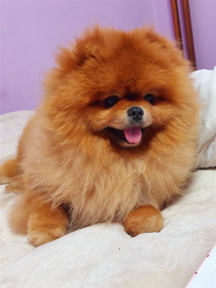 Pomeranac-BOO-Medvedić