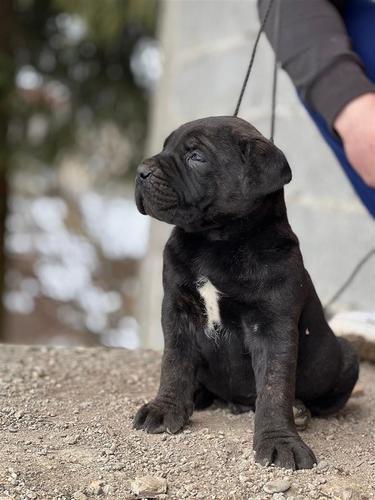 Stenci Cane Corso
