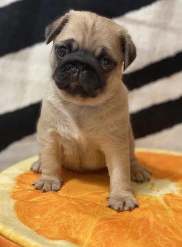 Mops i kavalirski španijel štenci na prodaju