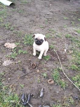 Mops stenci