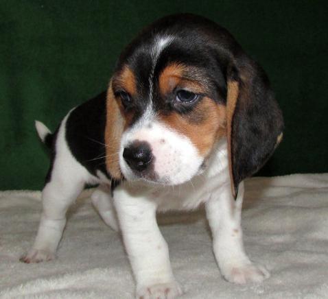 Šarmantni Beagle štenci
