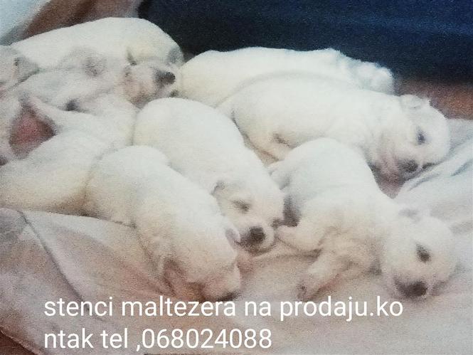 Maltezer stenci