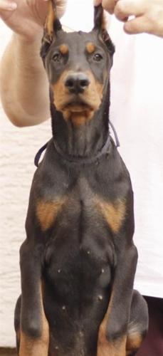 Doberman VRHUNSKI štenci