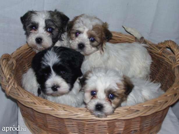 Maltezer--havaneser-yorki-mops-štenci