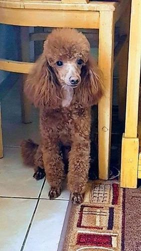 Pudla , štenci