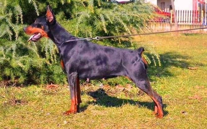 Vrhunski stenci DOBERMANA