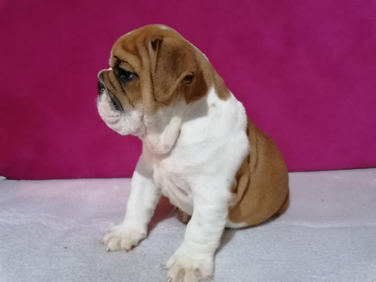 Engleski-Buldog-štenci-na-prodaju-