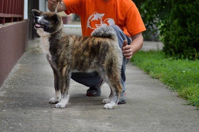Štenci-Akita-inu