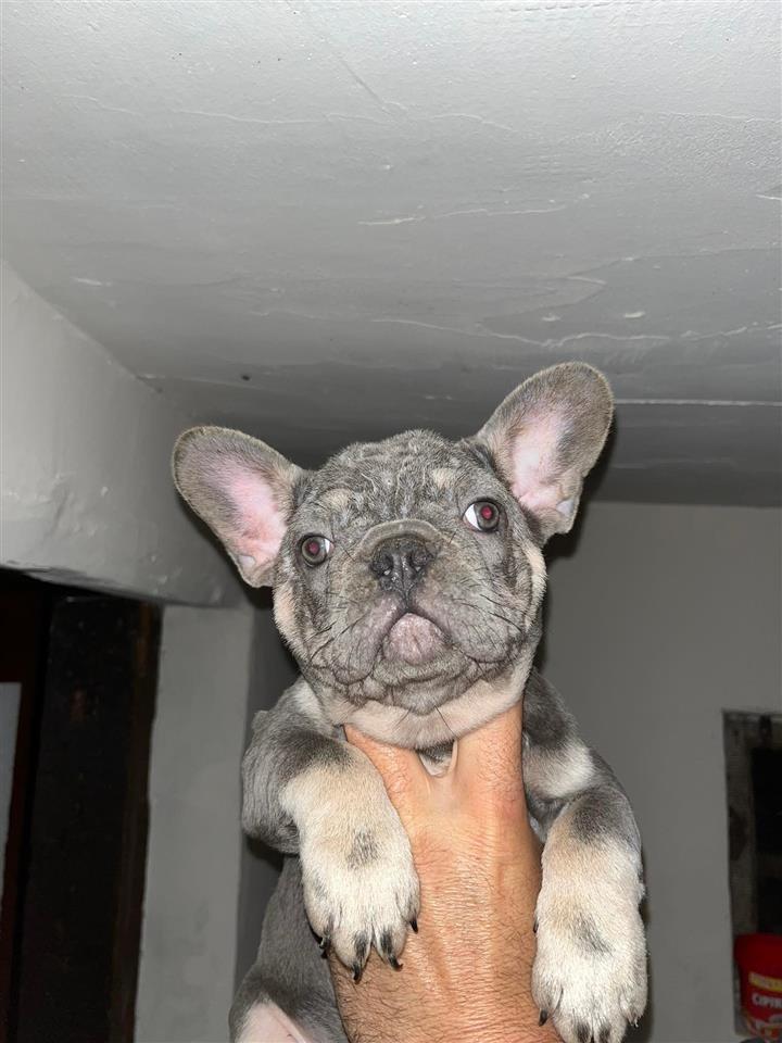 Egzotični-Francuski-Buldog
