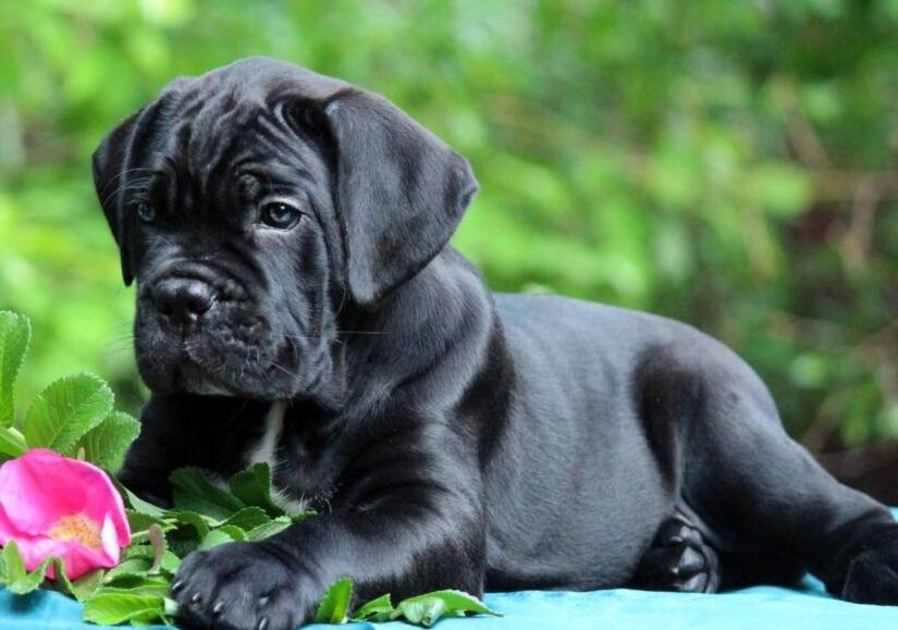 Cane-Corso-VRHUNSKI-štenci