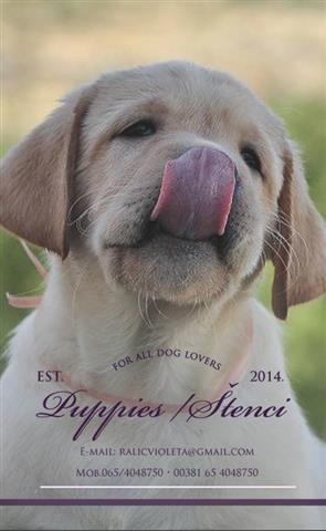 Labrador retriver stenci