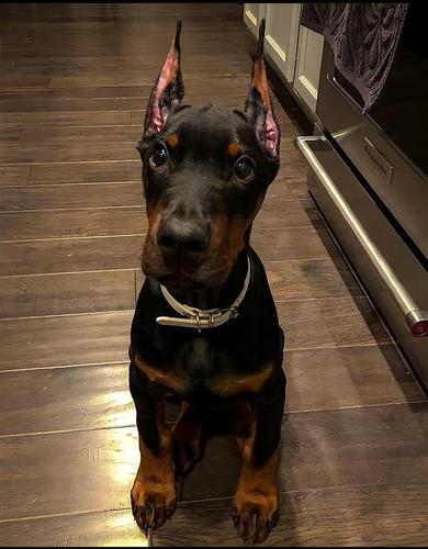Trazim doberman za kupovinu 