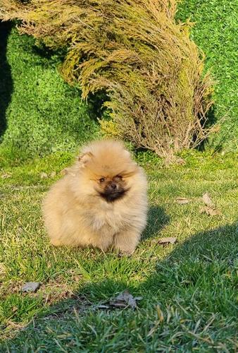 Vrhunski štenci čistokrvnih pomeranaca 