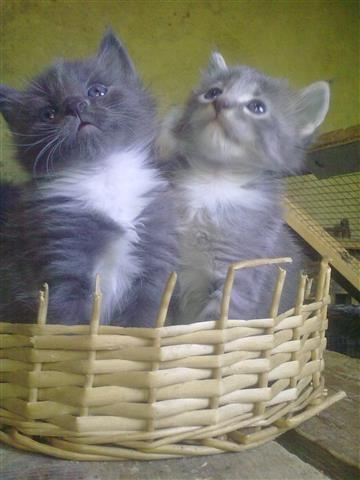 Macici