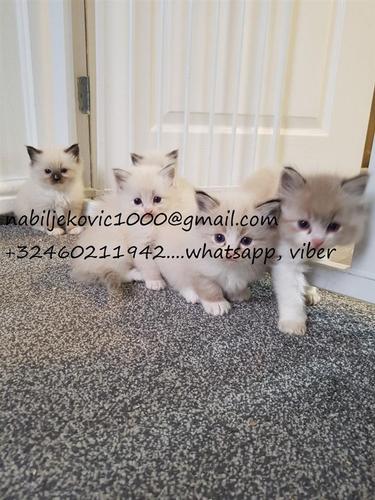 Ragdoll mačići za prodaju