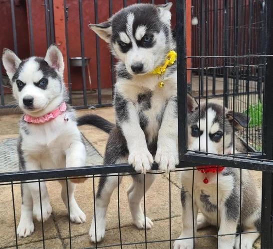 Prekrasni Husky psići