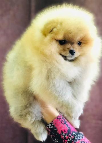 Pomeranski špic,Pomeranian,Boo štenci 