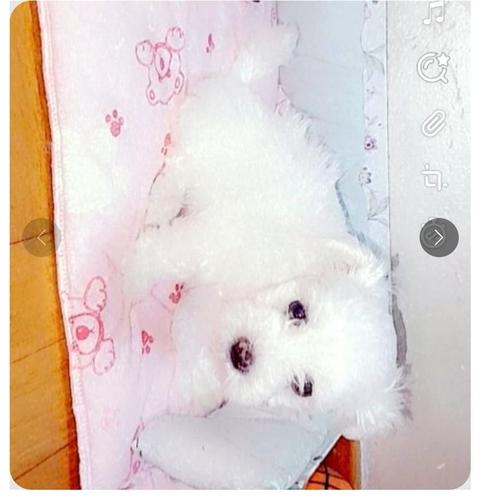 Maltezer