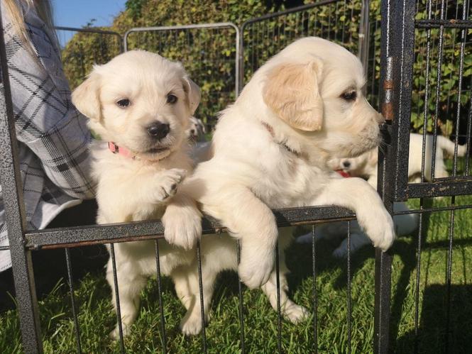 Splendidu Golden Retreiver