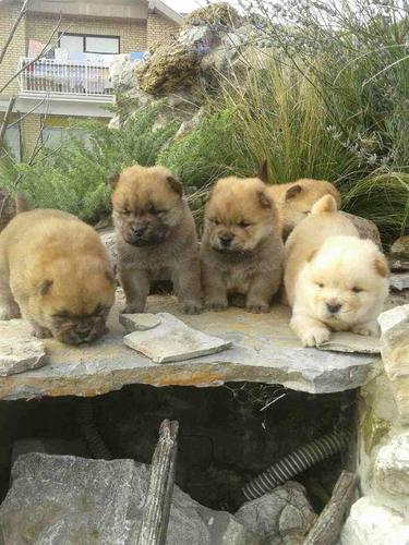 Chow chow cau cau stenad