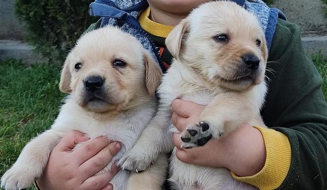 Stenci labradora retrivera 