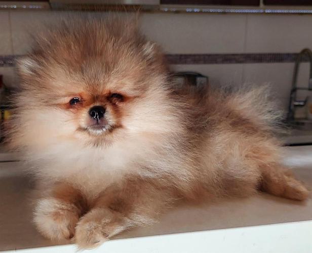 Pomeranac BOO Medvedić