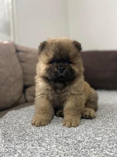 Chow-chow stenci vrhunskog kvaliteta 