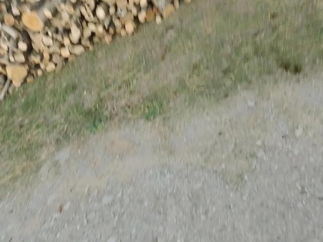 Pitoma drva