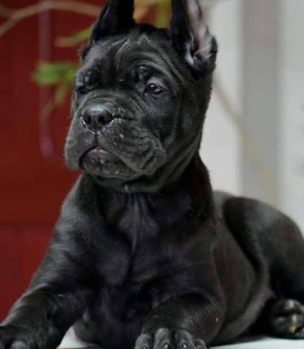 Cane Corso VRHUNSKI štenci