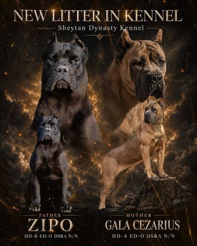 Cane Corso VRHUNSKI štenci