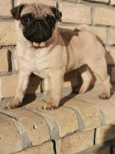 Mops,prvobirano muško štene