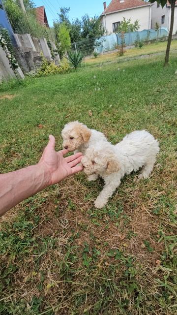 Lagotto-Romagnolo-štenci