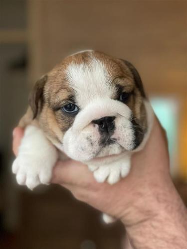 Engleski buldog