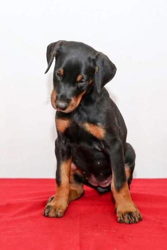 DOBERMAN stenci na prodaju