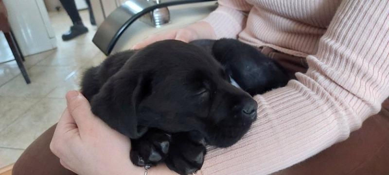 Labrador-štenci--Povoljno-