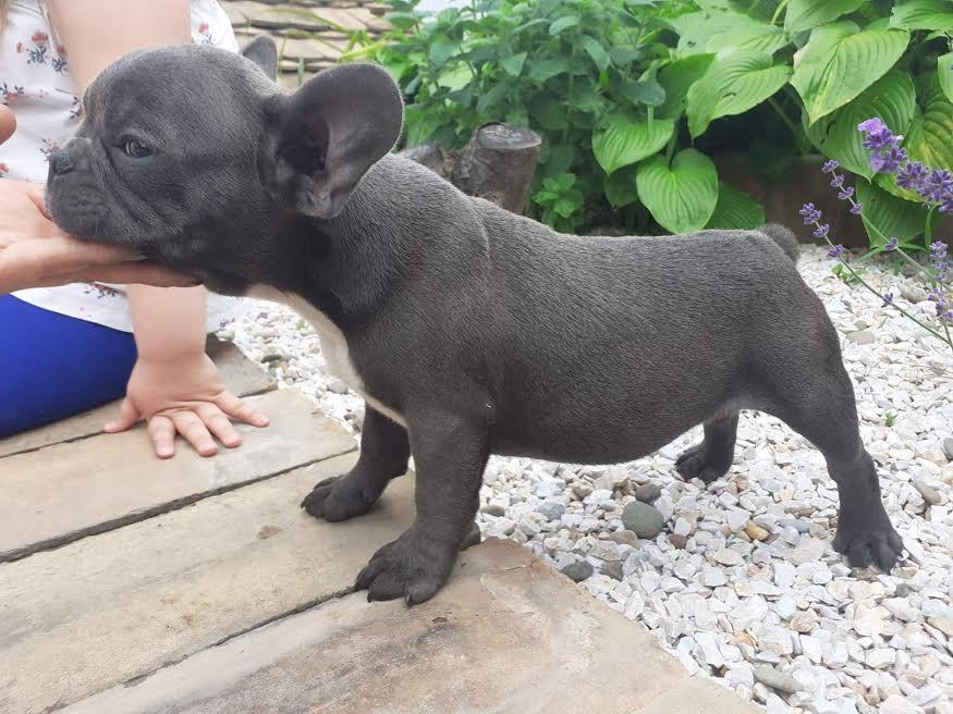 Francuski-buldog--kučići-
