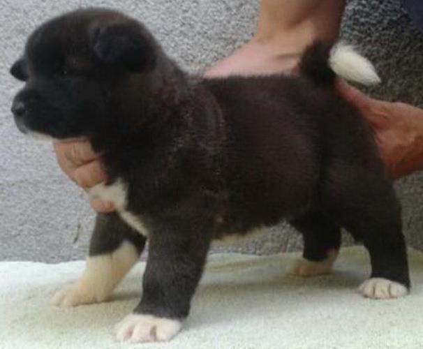 Američka akita, štenad