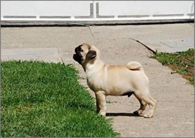 MOPS stenci 